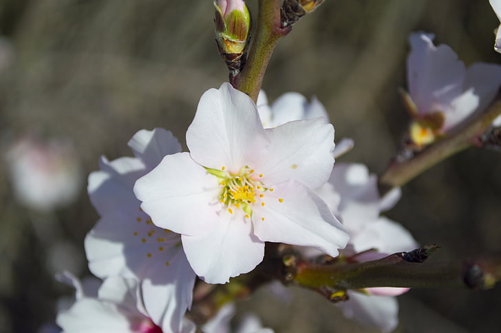 branch, flora, flowers, tree, white