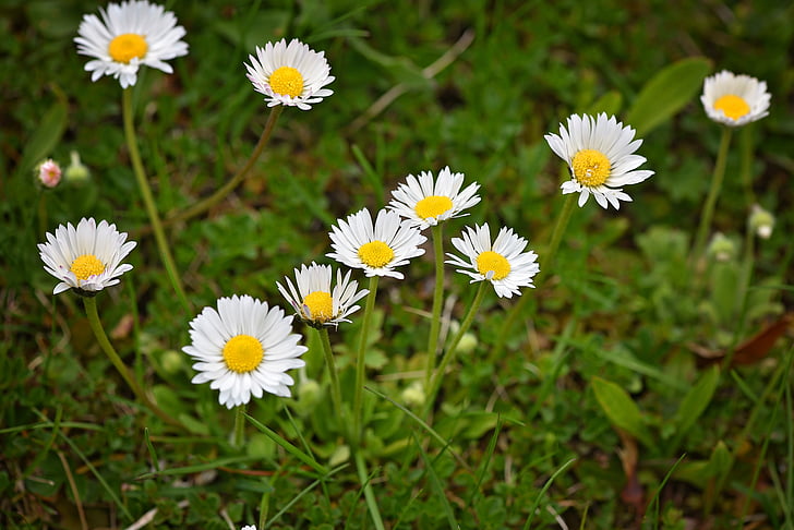 Margarida, Prado, flor pontiaguda, flores, branco-amarelo