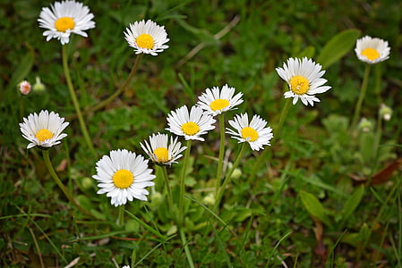 Daisy, Meadow, fleur pointue, fleurs, blanc-jaune