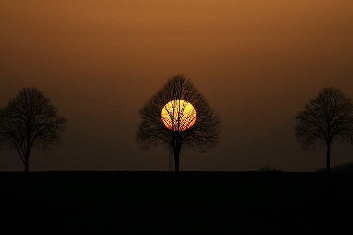 дърво, abendstimmung, залязващото слънце, вечер небето