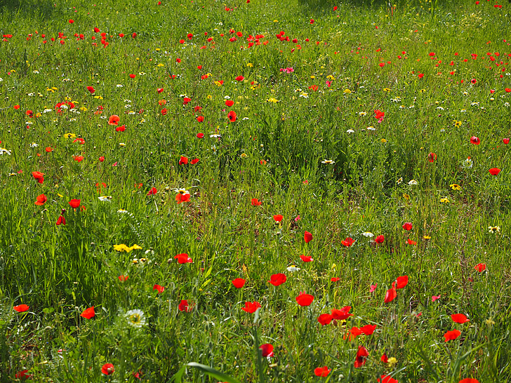 poppy meadow, poppy flower, poppy, red poppy, red, flower, klatschmohn