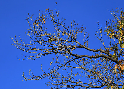bare branches, tree, branches, twigs, bare, winter, leaves
