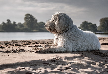retrato animal, praia, canino, amanhecer, cão, paisagem, mamífero