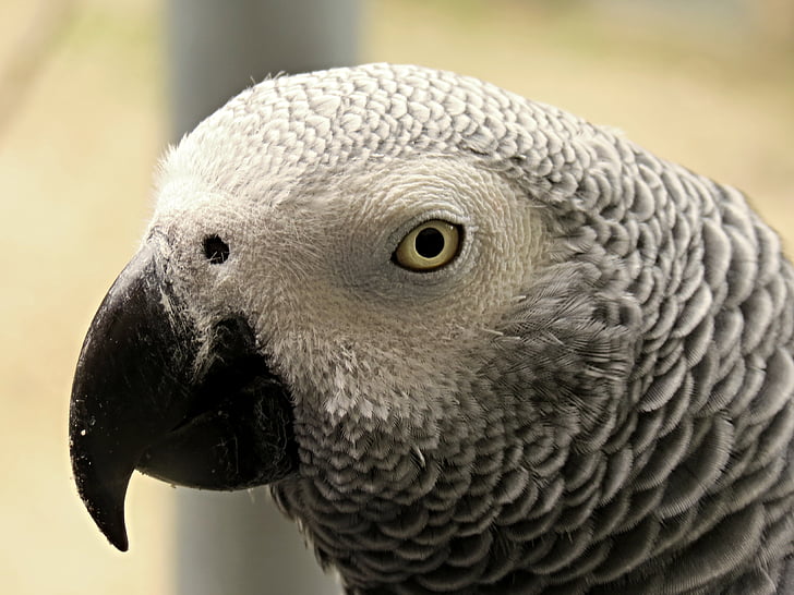 parrot, african grey parrot, tropical, bird, plumage, grey, feather