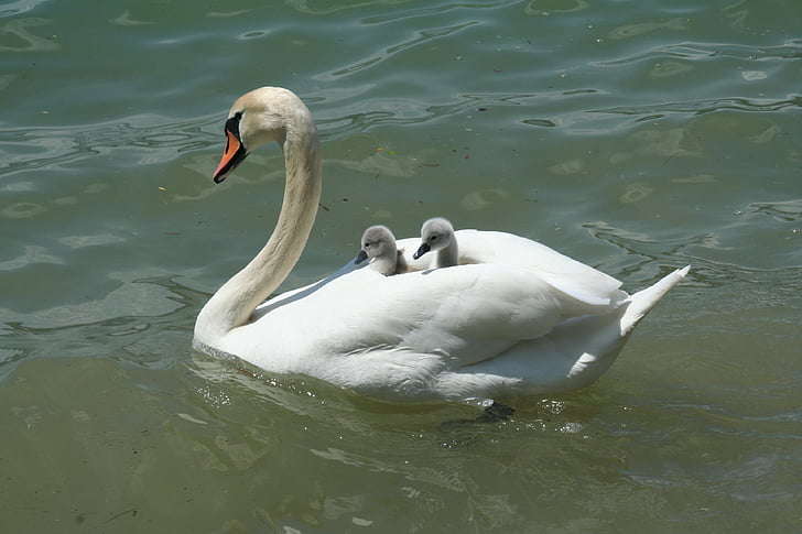 Swan, sjön, vatten, Bank, kyckling, Baby svanar, mor