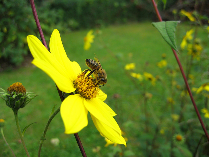 abelha, inseto, flor, flor, amarelo, pólen, natureza