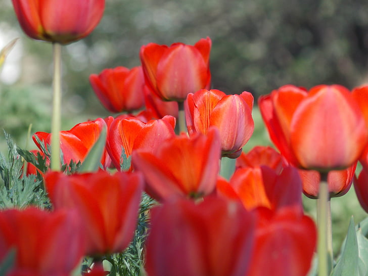 primavera, Tulip, flores de primavera