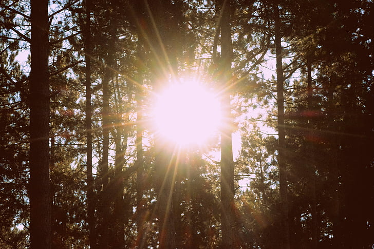 puud, metsa, loodus, päikese kiirte, päike, päikesevalguse, sära