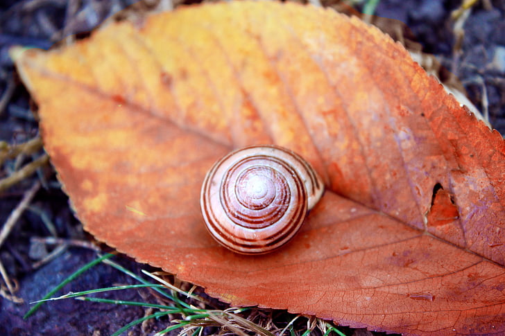 snail, november, autumn, fall