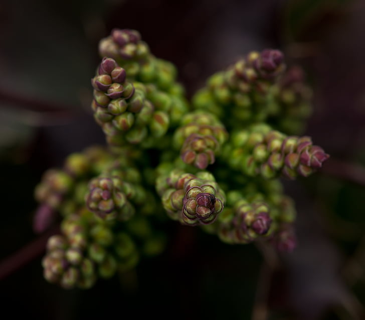 flower buds, mahogany, plant, nature, macro, blur, close-up