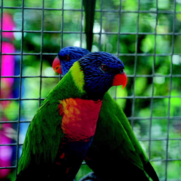 папагал, цветни, птица, перушина, перо, папагали, цвят