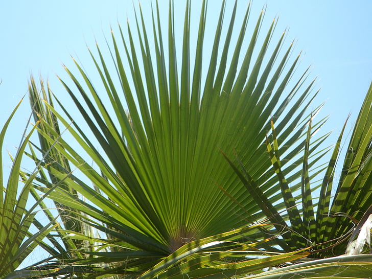 Fan palm, Palmový list, zelená, struktura, obloha, palmové listy, dlaně