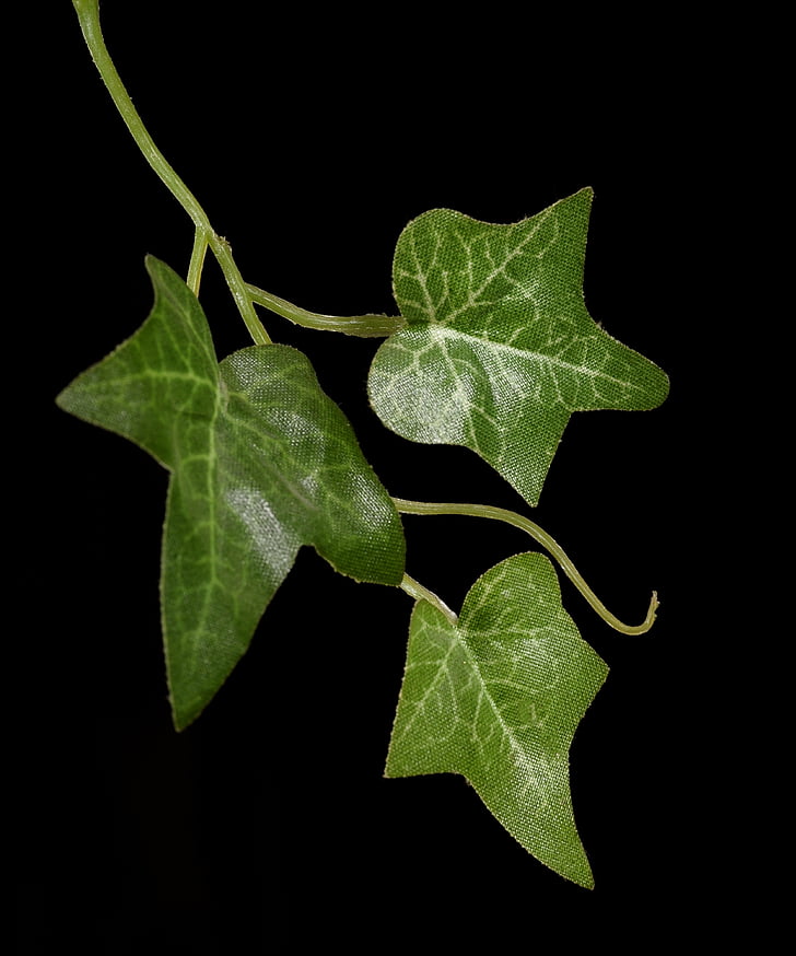 Ivy, kiipeilijä, lehdet
