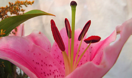 Lilium, màu hồng, Lily, Hoa, thực vật, nhị hoa, nhụy hoa