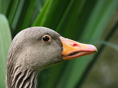greylag goose, head, tooth, bill, bird head, bird, close