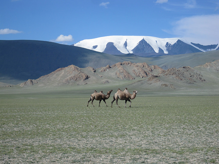 Mongòlia, glacera, camells, estepa