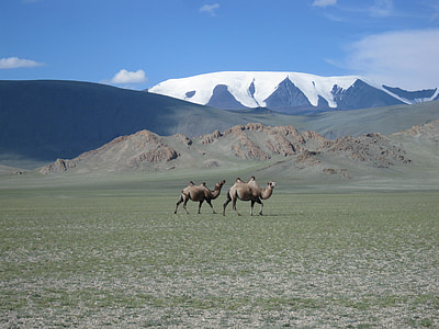 Mongolie, Glacier, chameaux, steppe