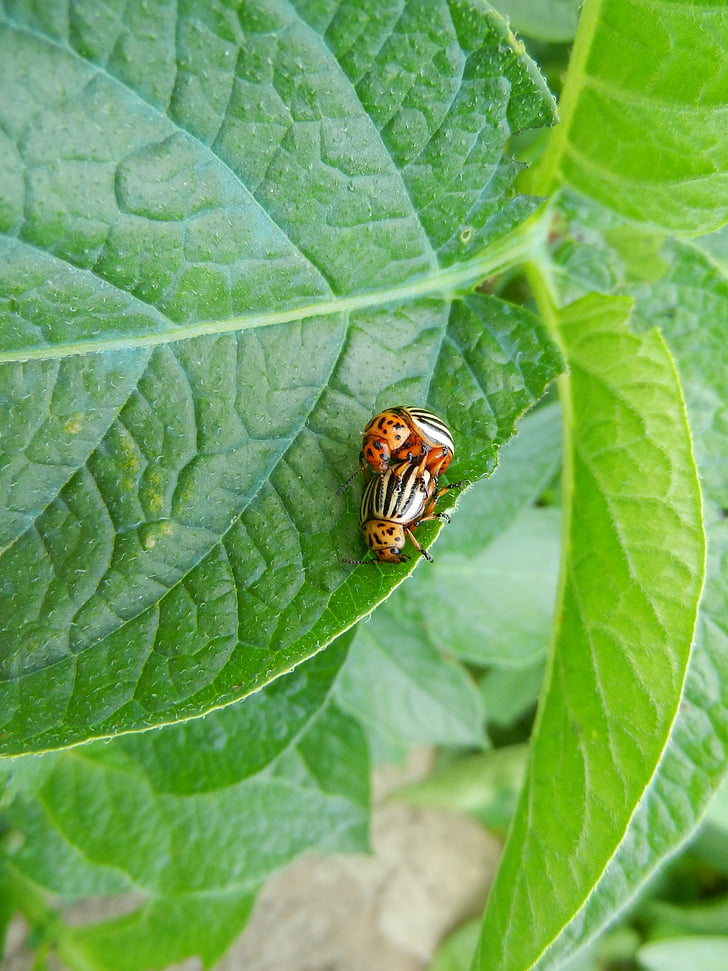 silver potato, beetle, nature, insect, animal, close-up, wildlife