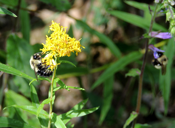 Bumble bee, kwiat, Szerszenie, owad, żółty, kolorowe, trawa