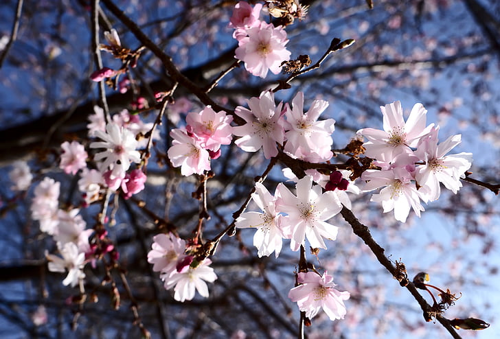 spring, flowers, pink, white, sky, blue, tree