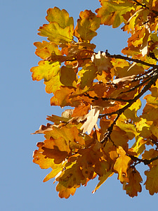 dubové listí, dub, Quercus, dubu, Quercus petraea, Dub zimní, zlatý podzim