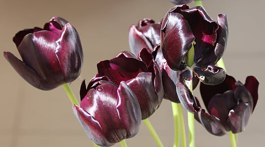 Tulipan, tulipany, fioletowy, aksamit, połysk, kwiat