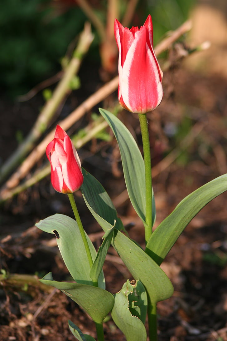 květ, Tulipán, Příroda, tulipány, Bloom, jaro, růst