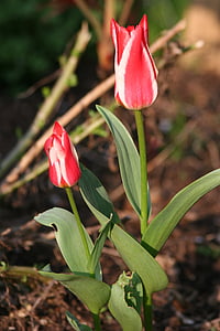 blomst, Tulip, natur, tulipaner, blomst, våren, vekst