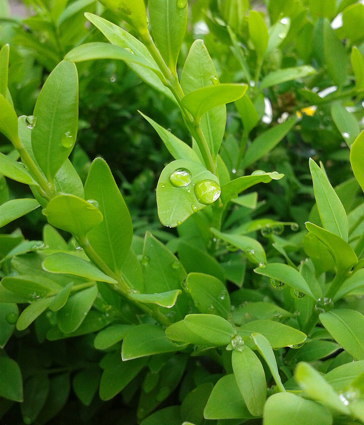 boxwood, green, drip, plant, drop of water, leaves, buxus sempervirens
