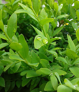 buxo, verde, gotejamento, planta, gota de água, folhas, Buxus sempervirens