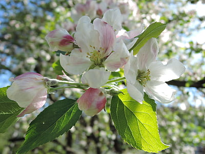 medis, gėlė, obelis, žydinčių medžių, pavasarį, Gamta, lapas