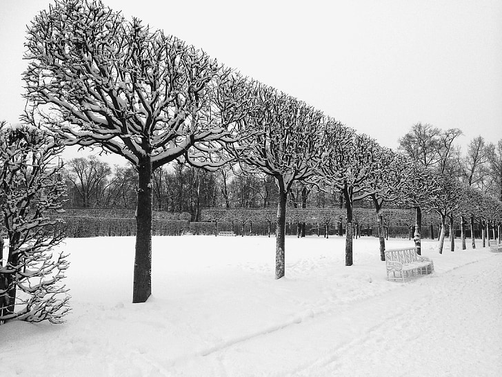 hiver, arbres, Palais Catherine, neige, paysage, blanc, froide