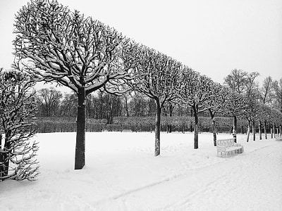Зима, деревья, Екатерининский дворец, снег, пейзаж, Белый, холодная