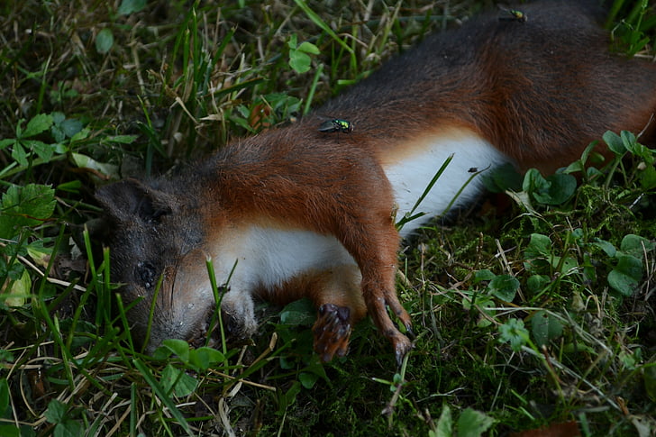 scoiattolo morto, scoiattolo, animale, animale morto, fauna selvatica, morte