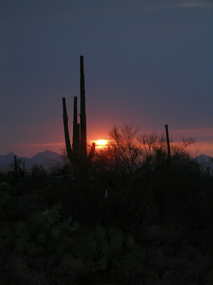 Cactus, tramonto, deserto, sagoma, paesaggio, occidentale, sud-ovest
