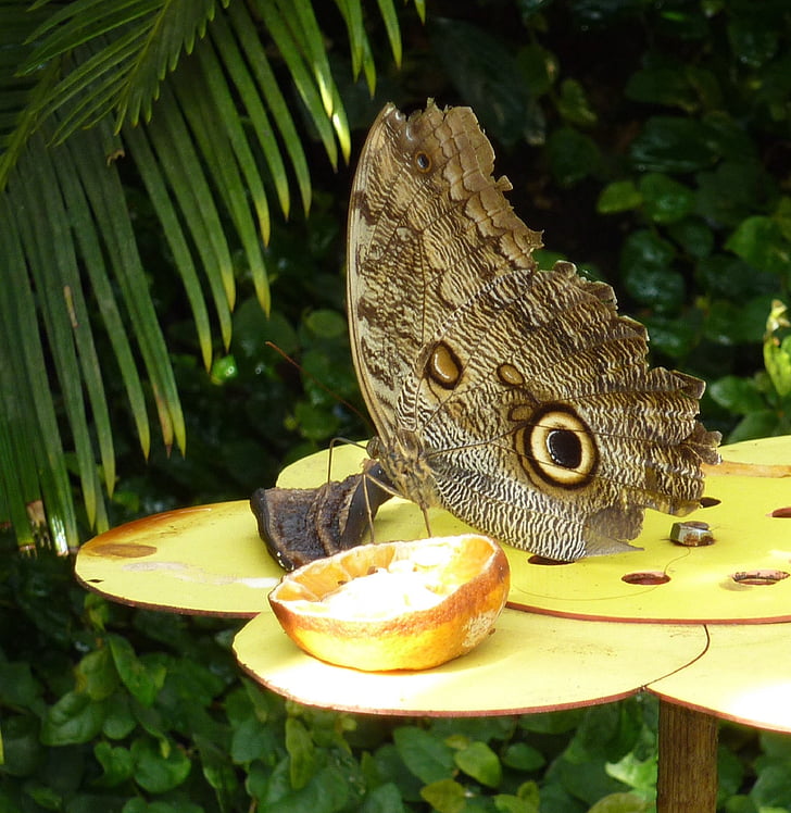 papillon hibou, plante, insecte, ailes, macro, grande, coloré