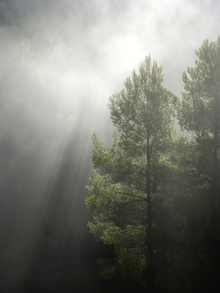 forest, fog, ray of sunshine, chiaroscuro, backlight, tree, nature