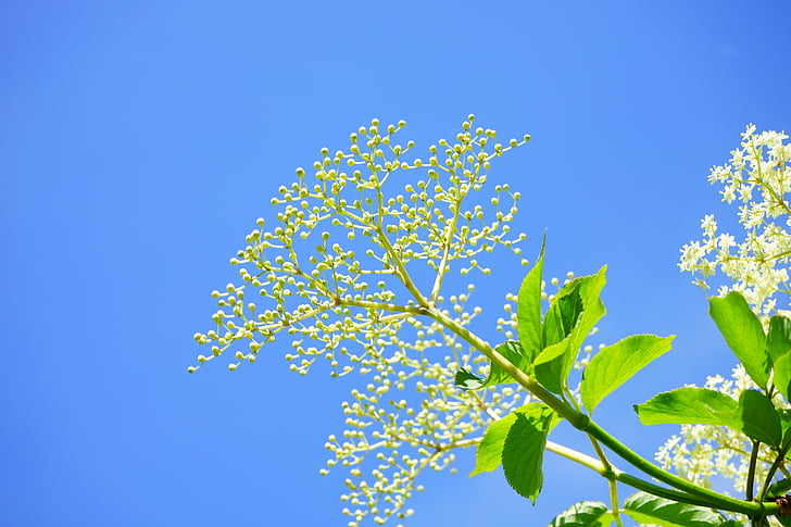 elder buds, bud, black elderberry, elderflower, branch, white, inflorescences