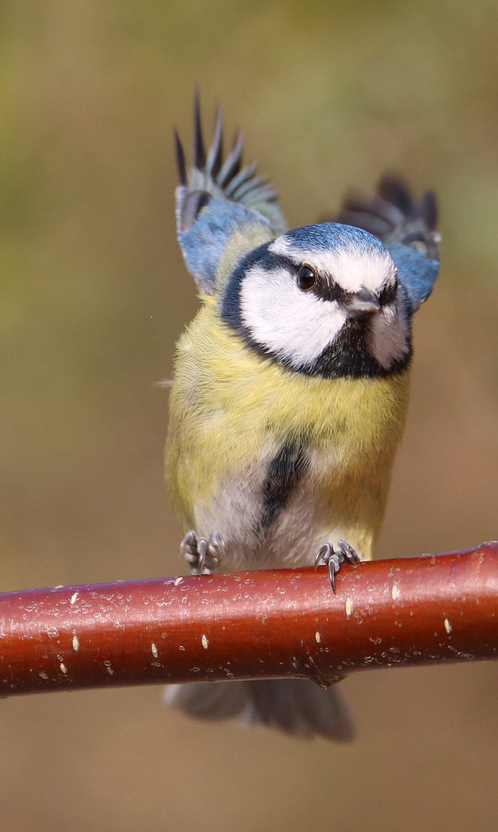 Herrerillo común, pájaro del jardín, vuelo, en vuelo, azul, tit, pájaro
