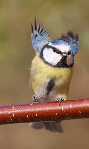 μπλε tit, κήπου πουλιών, που φέρουν, κατά την πτήση, μπλε, tit, πουλί