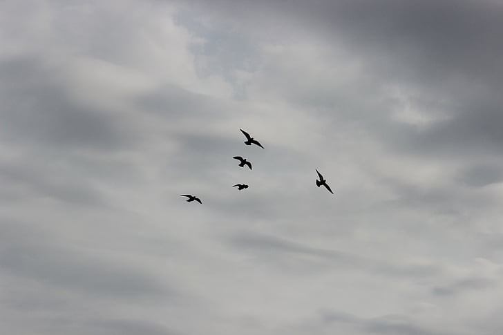 ptice, nebo, let, golubovi, olovka, krila, priroda