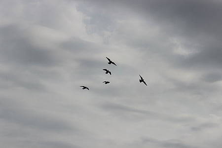 oiseaux, Sky, vol, pigeons, stylo, ailes, nature
