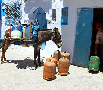 burro, Sur, ganado, botella de gas, animal, transporte, África