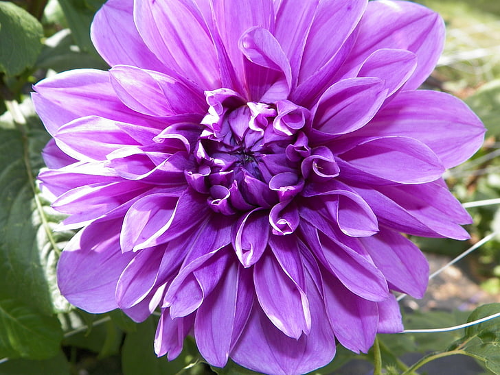 dahlia, lilac, floral, wildflower, flower, plant, natural