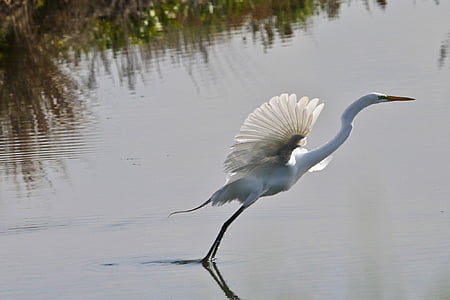 great egret, bird, wildlife, flying, nature, water, waterbird