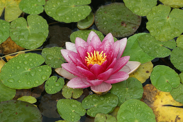 lily, flower, pink, water lily, floral, bloom, natural