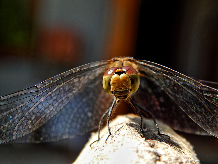 Dragonfly, naturen, makro, sommar, insekt, Bevingade insekter