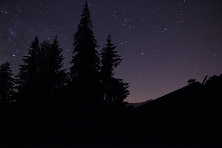 силует, дървета, през нощта, небе, звезда, звезди, гора