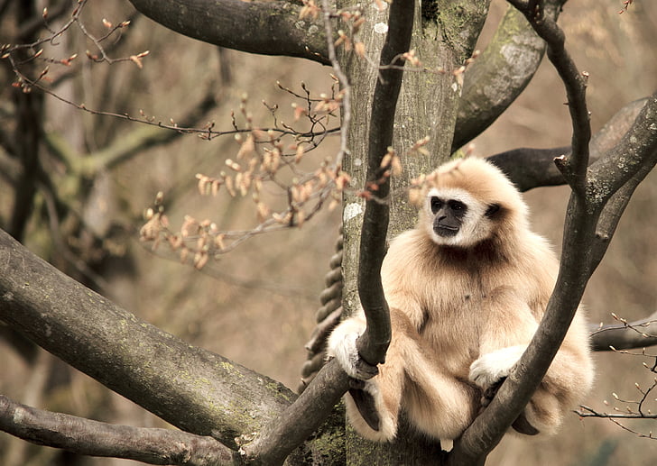 Gibbon, hvit-hånds gibbon, primas, Monkey, dyrehage, Tiergarten, treet