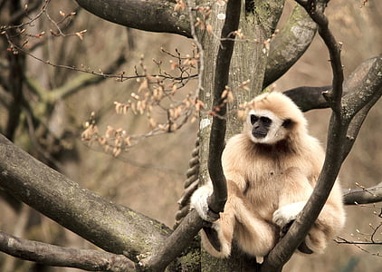 Gibbon, alb-handed gibbon, primat, maimuta, gradina zoologica, Tiergarten, copac